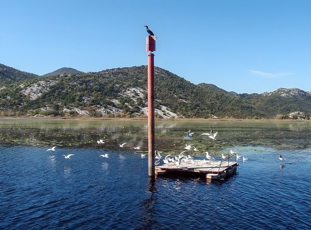 Park Narodowy Jezioro Szkoderskie
