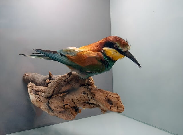 Wnętrze Muzeum Jeziora Szkoderskiego