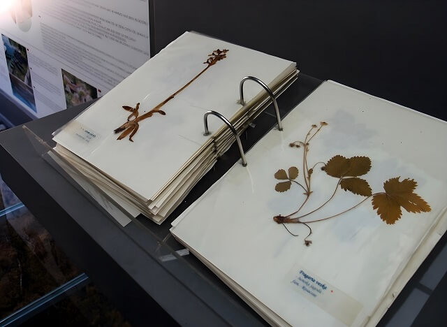 Wnętrze Muzeum Jeziora Szkoderskiego