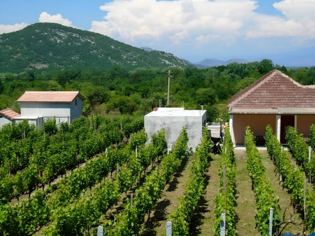 Winorośl nad brzegiem Jeziora Szkoderskiego