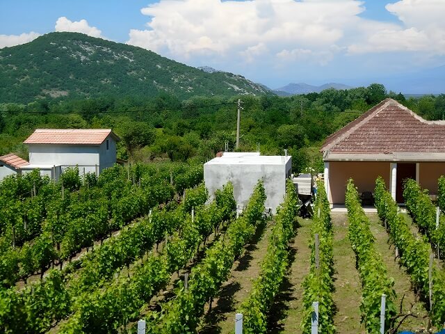 Winorośl nad brzegiem Jeziora Szkoderskiego