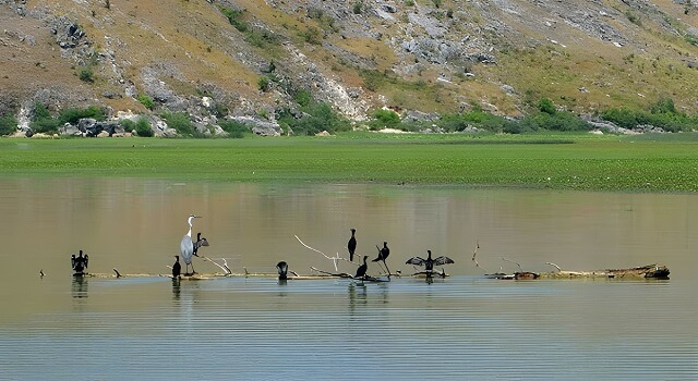 Rezerwat Pancevo Oka