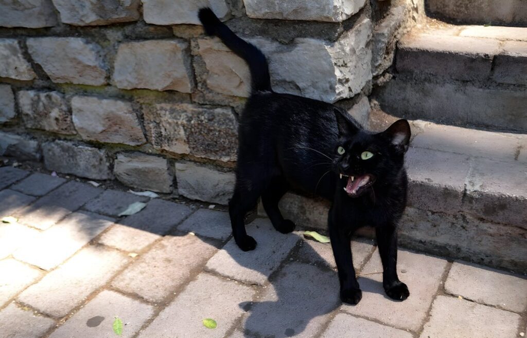Kot w Herceg Novi