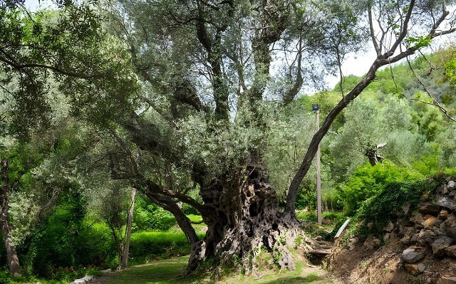 Stara Oliwa Beсiсi