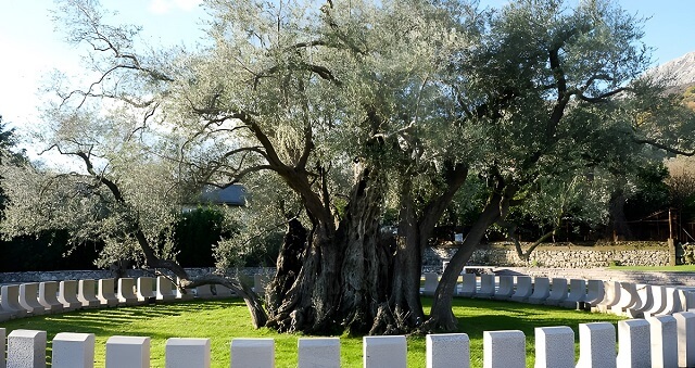 Stare drzewo oliwne w Barze