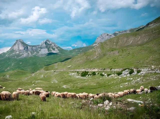 Przełęcz Sedlo w Parku Narodowym Durmitor